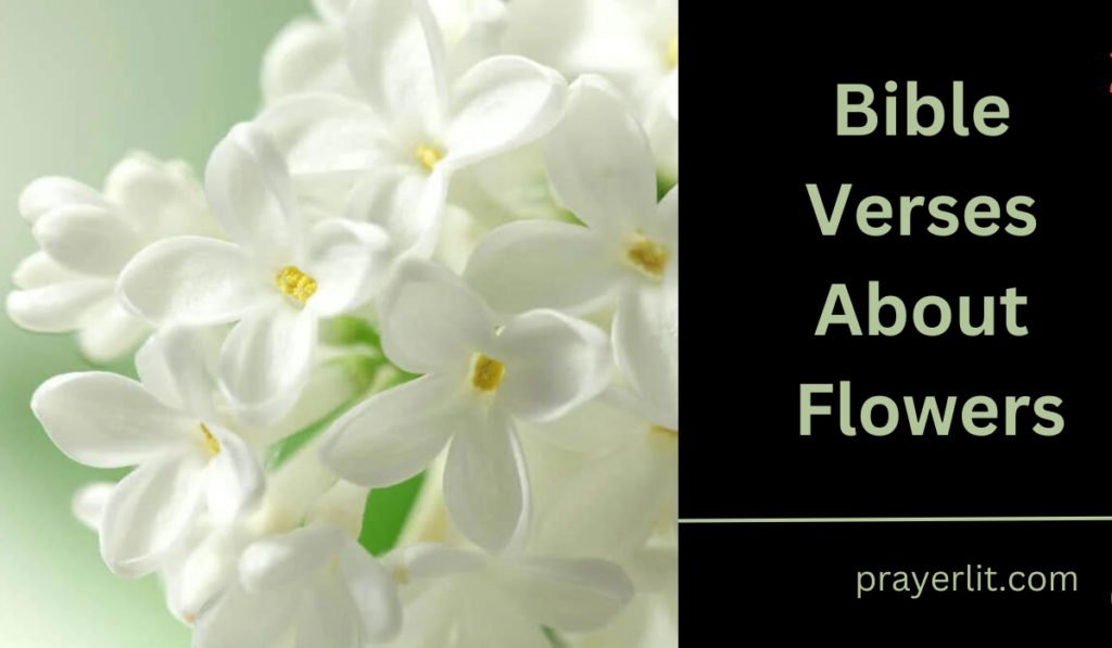 Bible Verses About Flowers