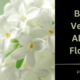 Bible Verses About Flowers