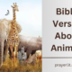 Bible Verses About Animals