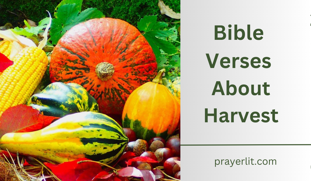  Bible Verses About Harvest