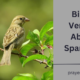 Bible Verses About Sparrows