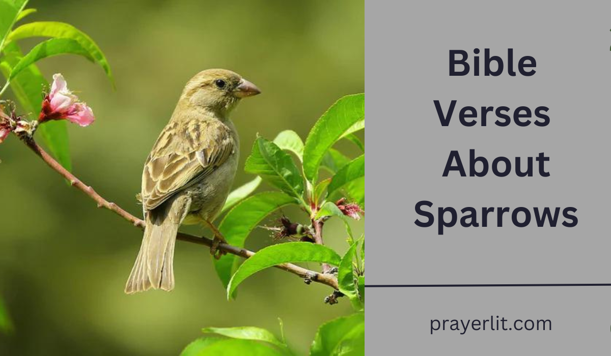 Bible Verses About Sparrows