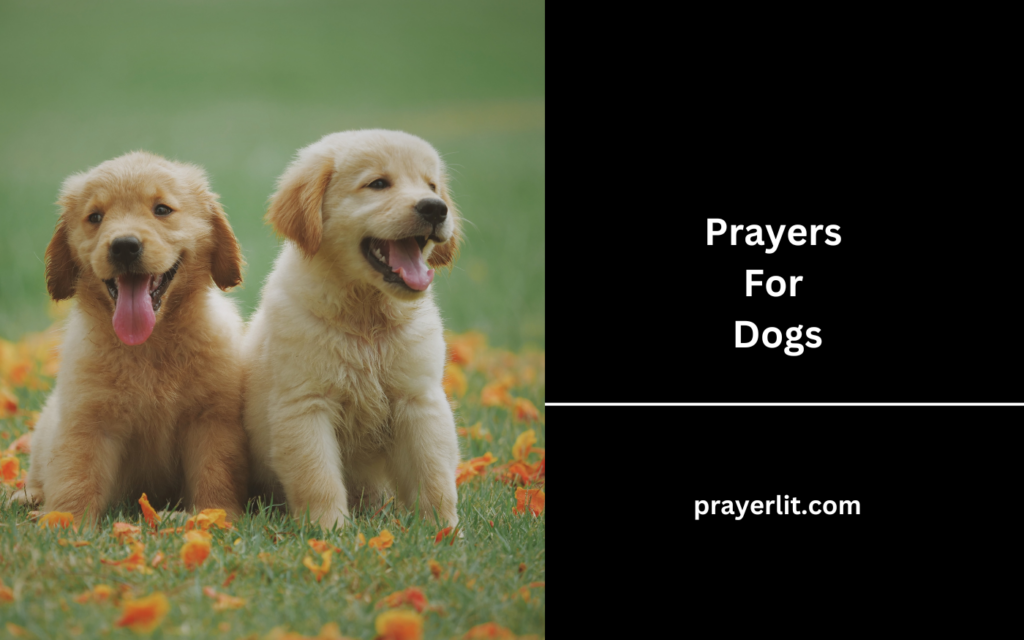 Prayers For Dogs