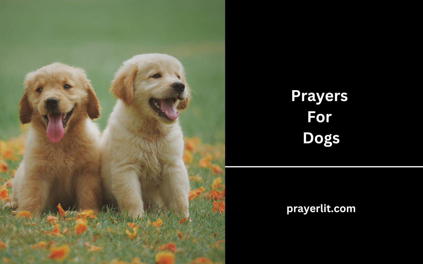 Prayers For Dogs