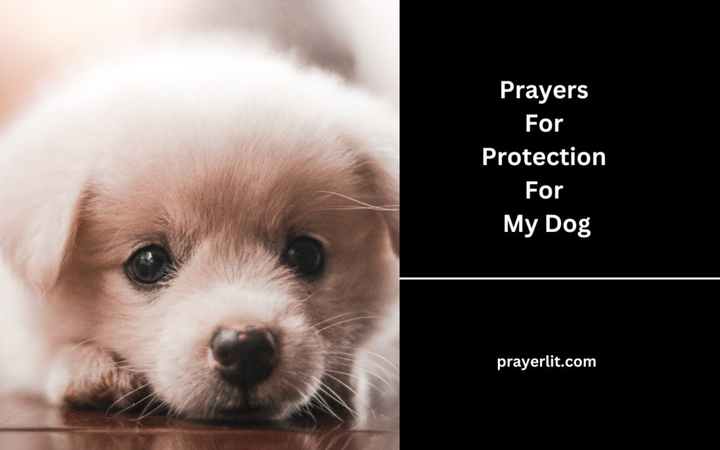 Prayers For Protection For My Dog