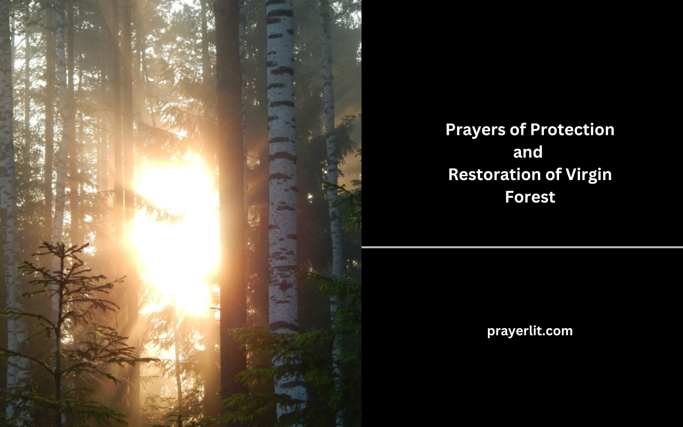 Prayers of Protection and Restoration of Virgin Forest