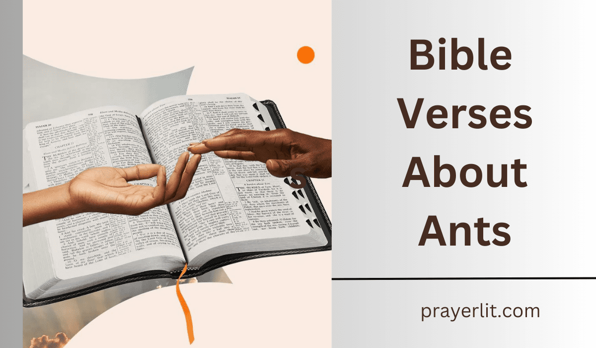  Bible Verses About Ants
