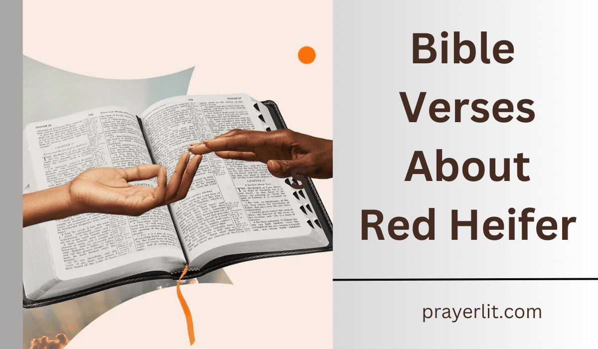 Bible Verses About Red Heifer